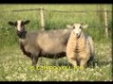 Jesus is calling the lost sheep * song with English lyrics * sing George Christian CS