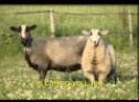 Jesus is calling the lost sheep * song with English lyrics * sing Georg Christian CZ