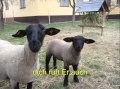 Jesus ruft die verlorenen Schafe